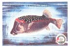 Jugoslávie - domácí trh 11